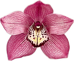 bloemgrootte: 931