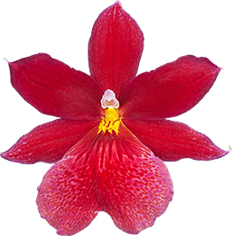 bloemgrootte: 0