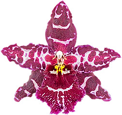 bloemgrootte: 0
