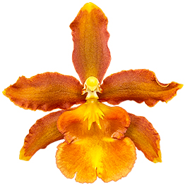 bloemgrootte: 0