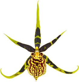 bloemgrootte: 0