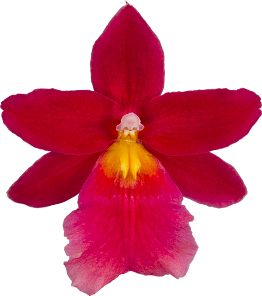 bloemgrootte: 0