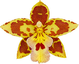 bloemgrootte: 0