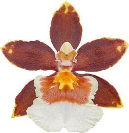 bloemgrootte: 0