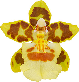 bloemgrootte: 0