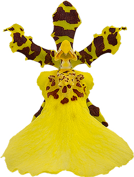 bloemgrootte: 0