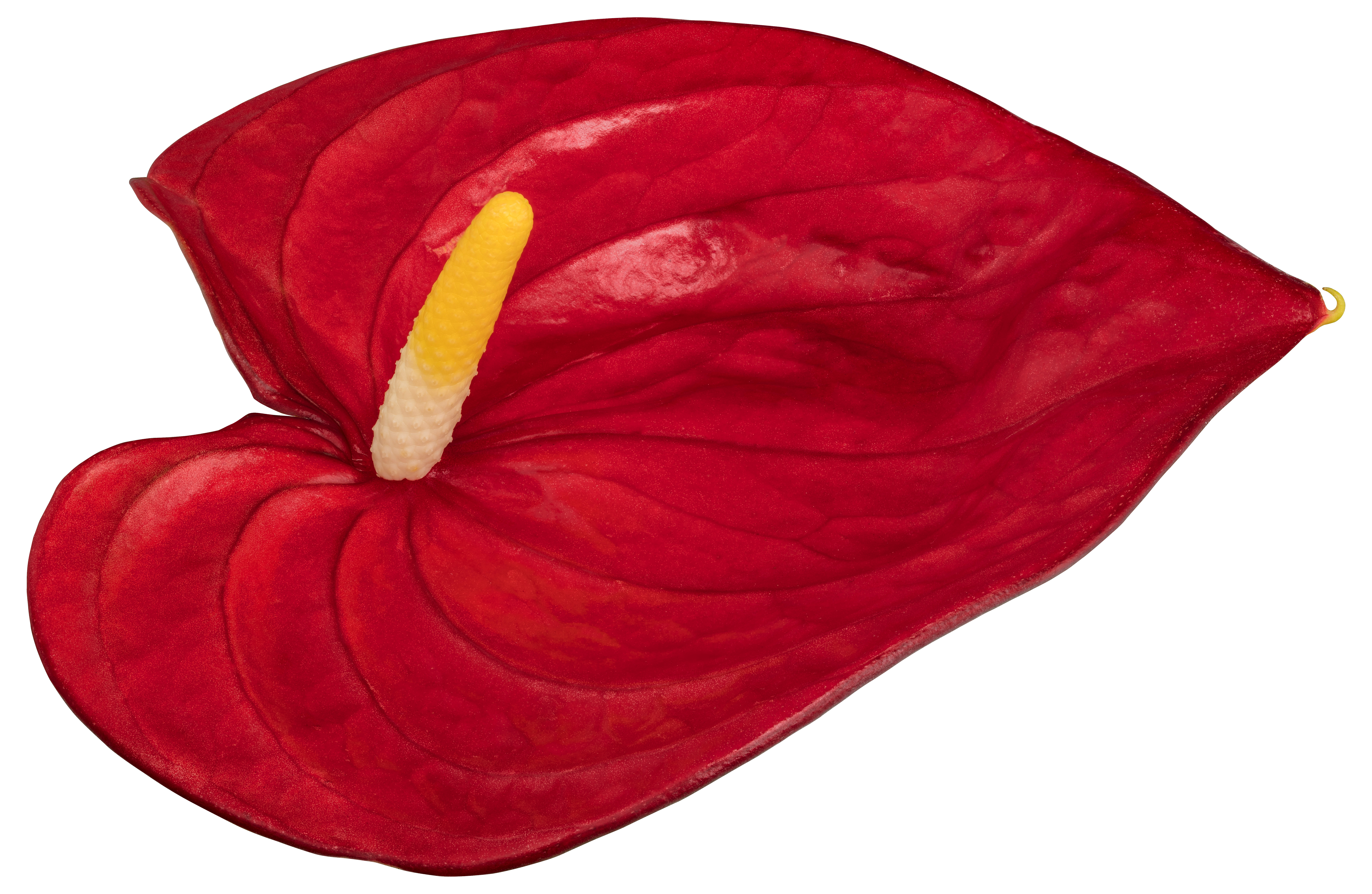 bloemgrootte: 1001579