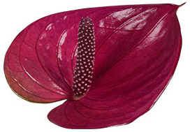 bloemgrootte: 1001569