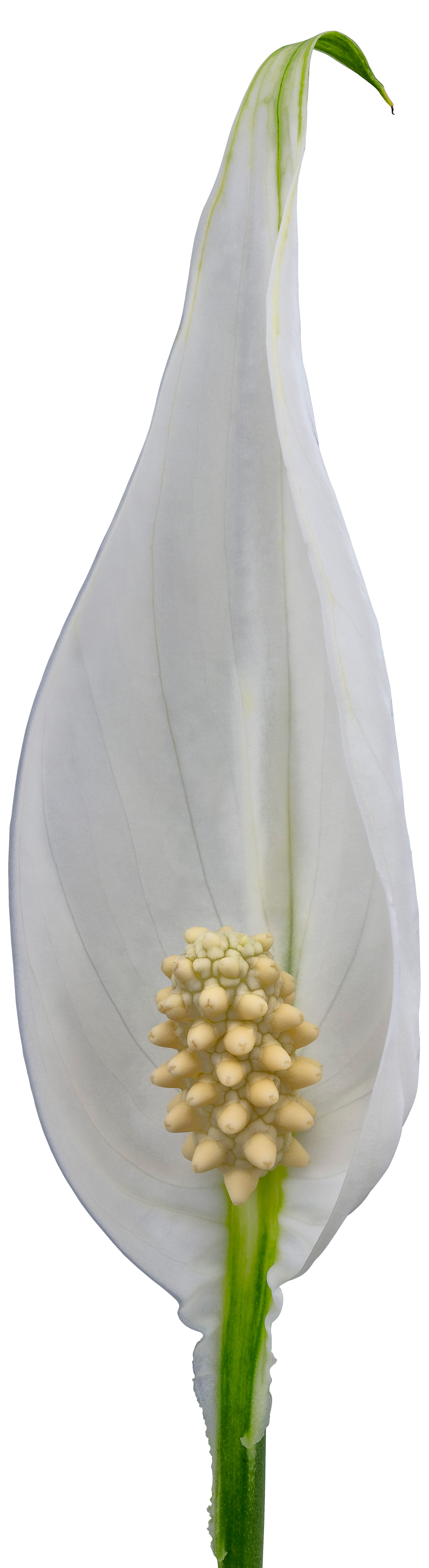 bloemgrootte: 1001312