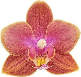 bloemgrootte: 4