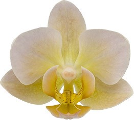bloemgrootte: 4,5
