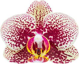 bloemgrootte: 7