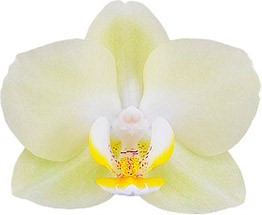 bloemgrootte: 6