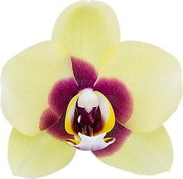 bloemgrootte: 6