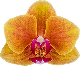 bloemgrootte: 5