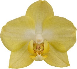 bloemgrootte: 4,5
