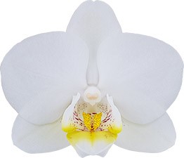 bloemgrootte: 6