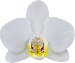 bloemgrootte: 6