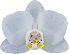 bloemgrootte: 5,5