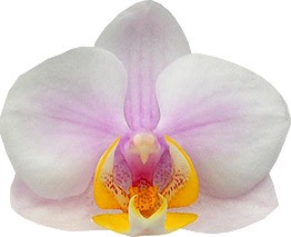 bloemgrootte: 4,5