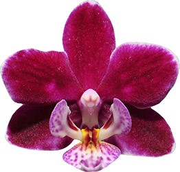 bloemgrootte: 4,5