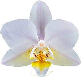 bloemgrootte: 4