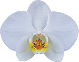 bloemgrootte: 341655