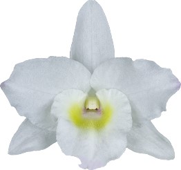bloemgrootte: 5203