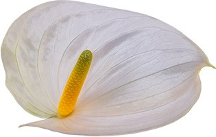bloemgrootte: 1001580
