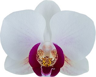 bloemgrootte: 5,5