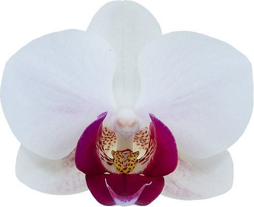 bloemgrootte: 5,5