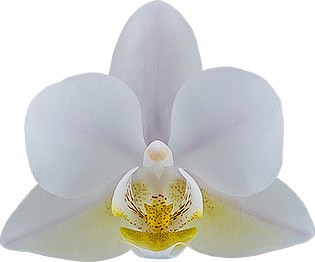 bloemgrootte: 4