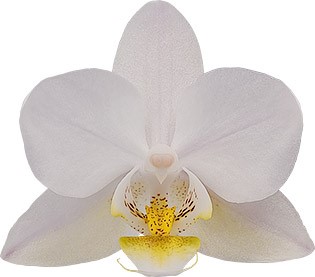 bloemgrootte: 4