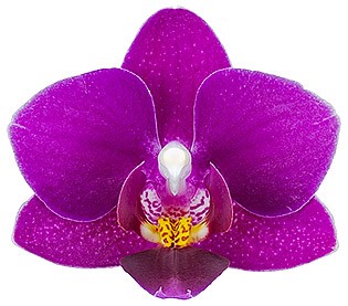 bloemgrootte: 4,5