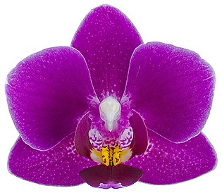 bloemgrootte: 4,5