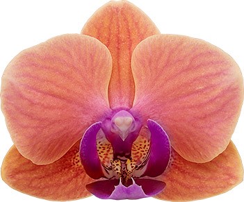 bloemgrootte: 5,5
