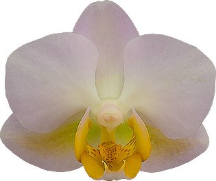 bloemgrootte: 5