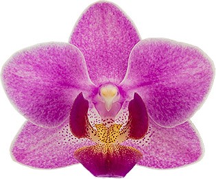 bloemgrootte: 235538
