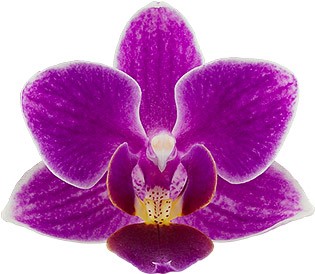 bloemgrootte: 235539