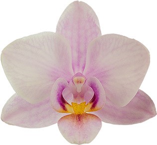 bloemgrootte: 4