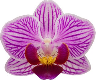 bloemgrootte: 215987