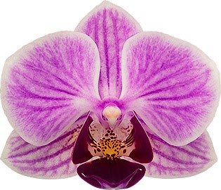 bloemgrootte: 6