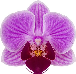 bloemgrootte: 6