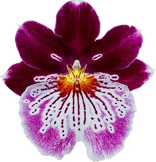 bloemgrootte: 6027