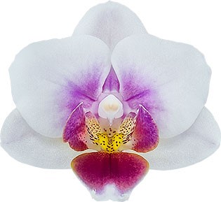 bloemgrootte: 4,5