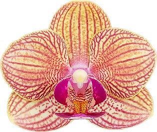 bloemgrootte: 5
