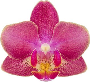 bloemgrootte: 5