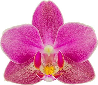 bloemgrootte: 5