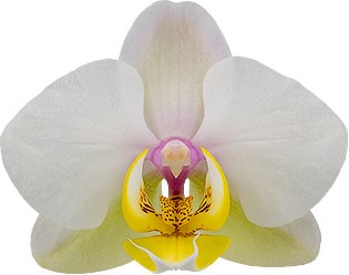 bloemgrootte: 6