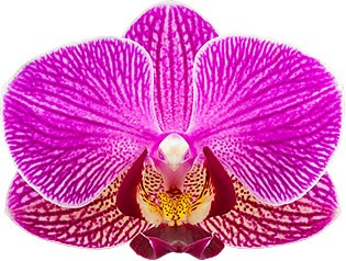 bloemgrootte: 6